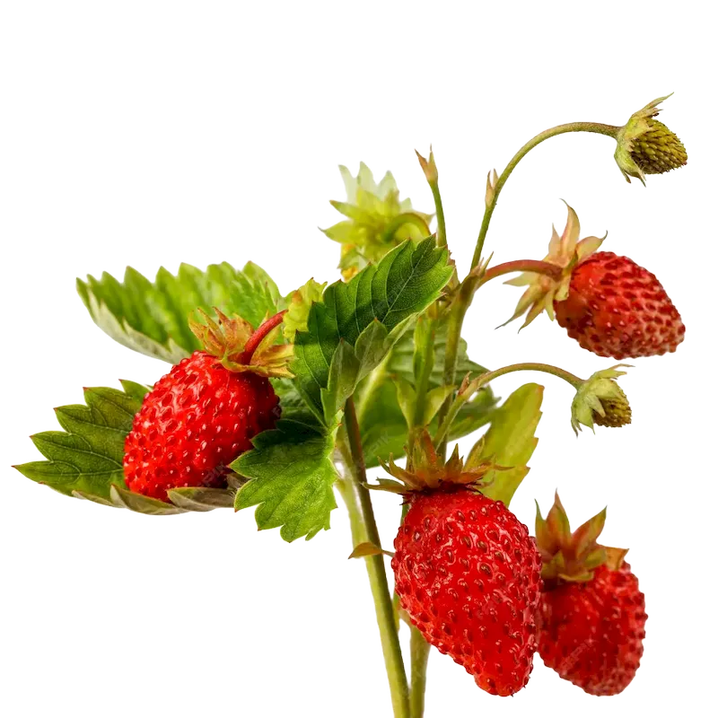 Wild Strawberry