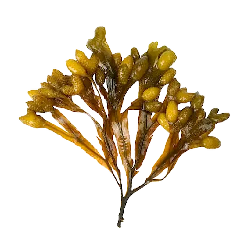 Bladderwrack