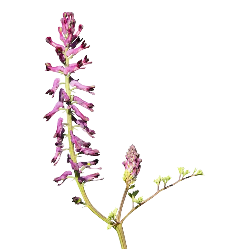 Fumitory
