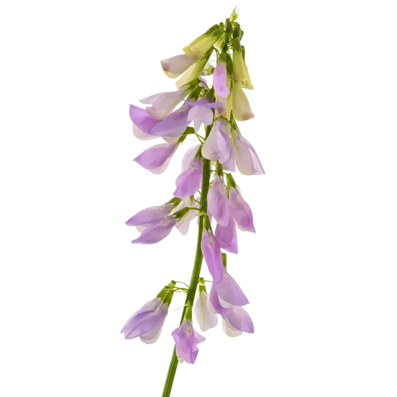 Goat's Rue