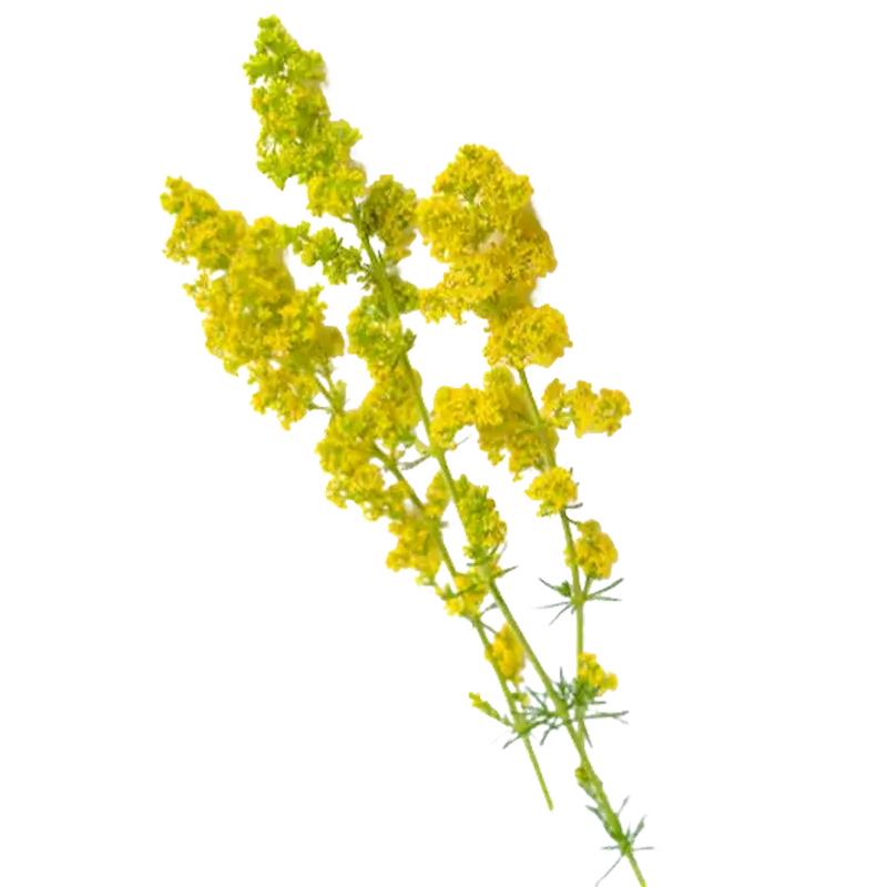Lady's Bedstraw