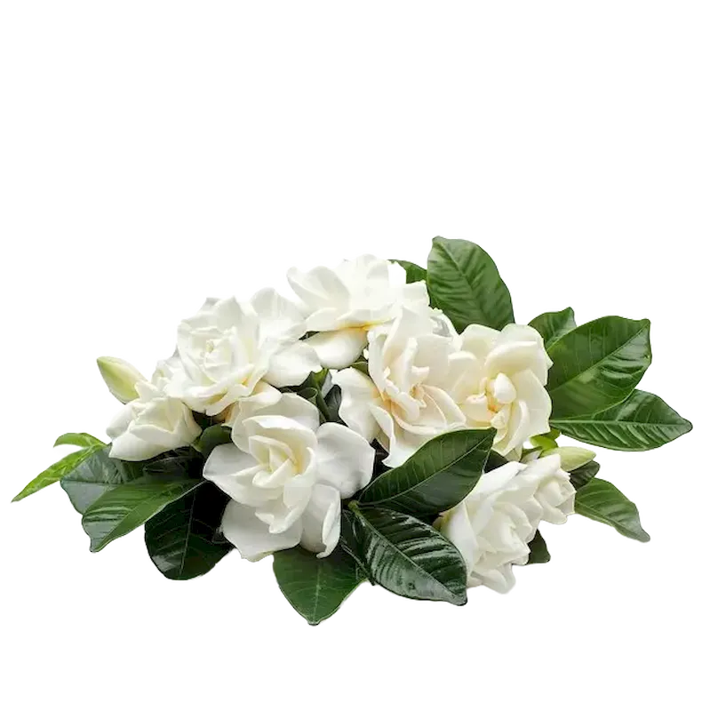 Gardenia