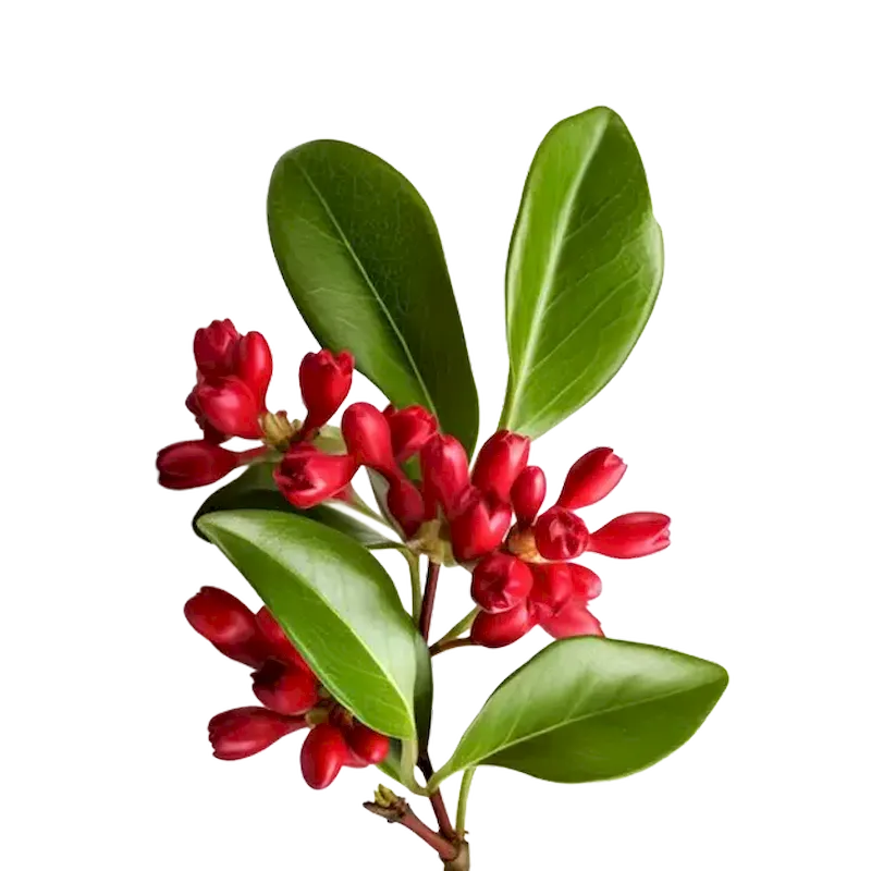 Wintergreen