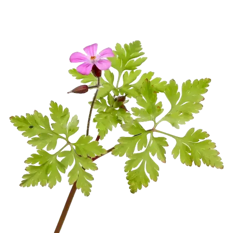 Herb Robert
