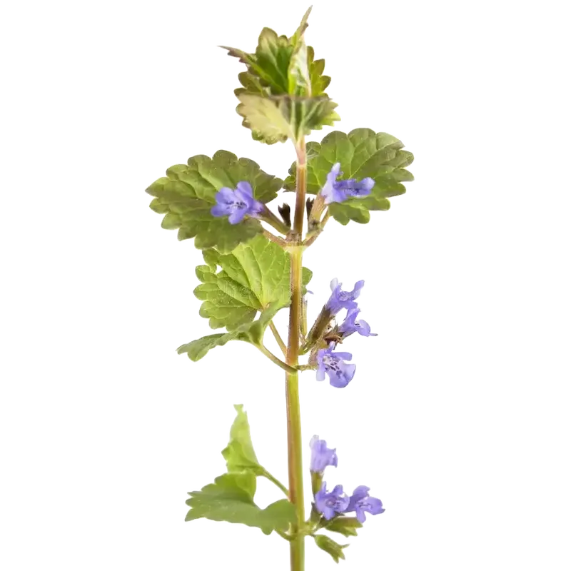 Ground Ivy