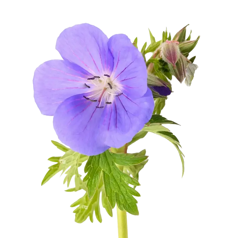Wild Geranium