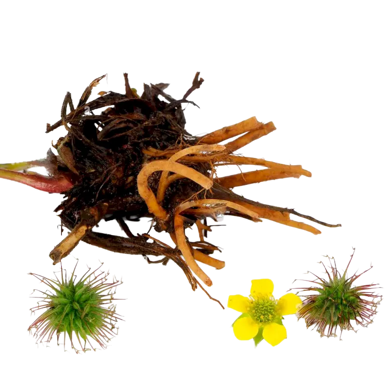 Avens