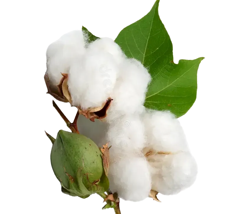 Cotton