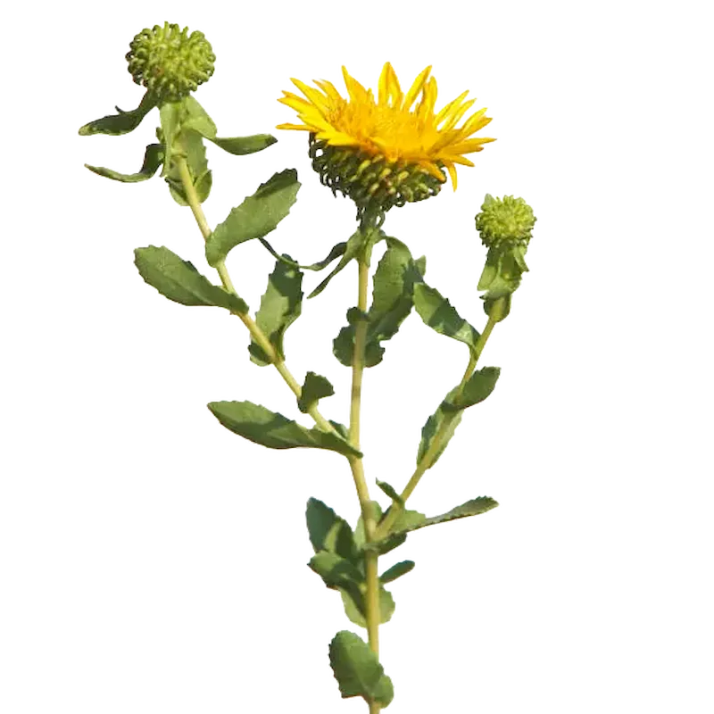 Gumplant