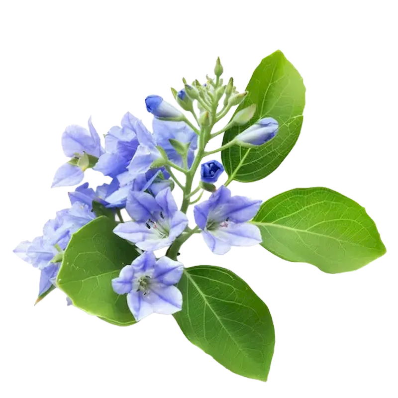Lignum Vitae