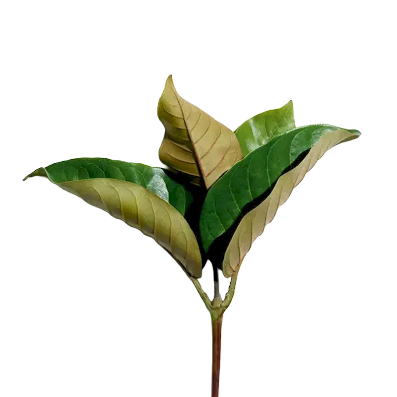 Haronga