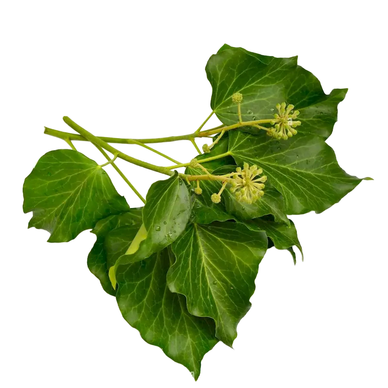 English Ivy