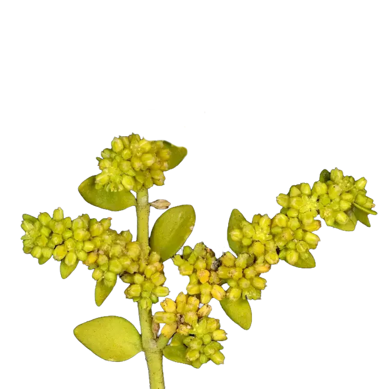 Rupturewort