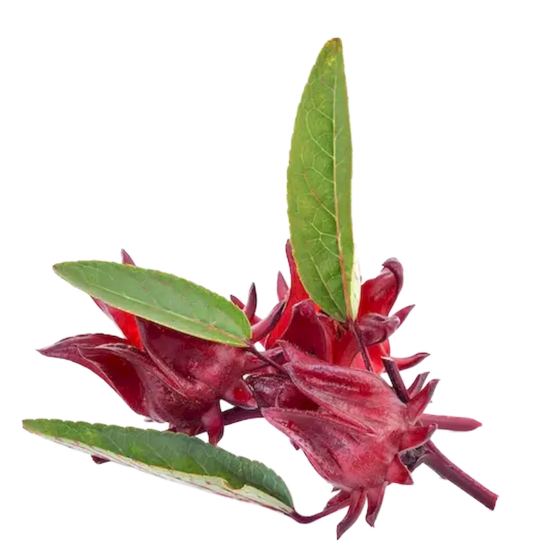 Hibiscus