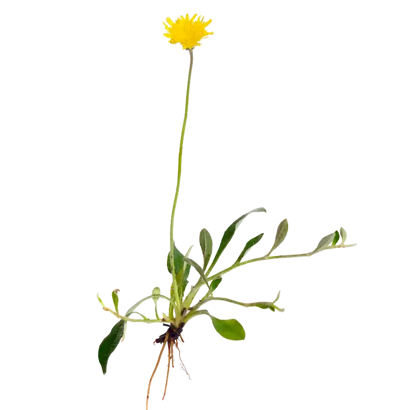 Mouse-ear Hawkweed