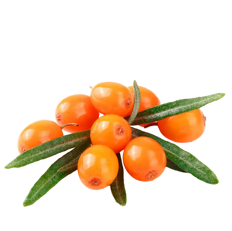 Sea Buckthorn