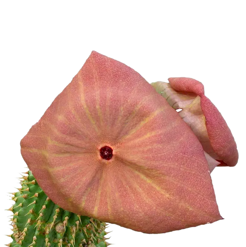 Hoodia