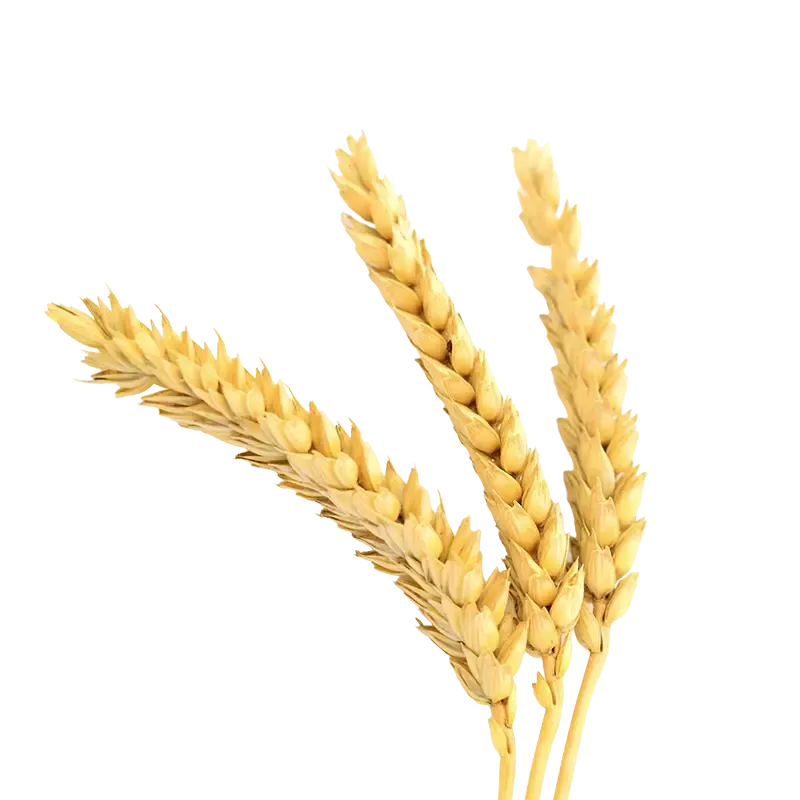 Barley