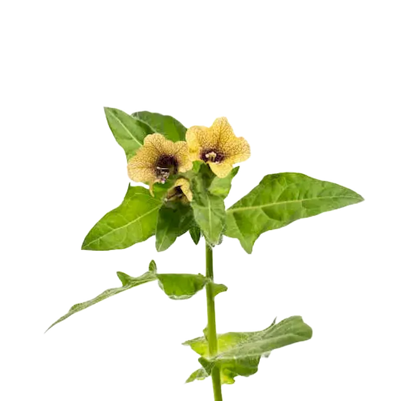 Henbane