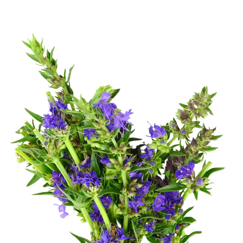 Hyssop