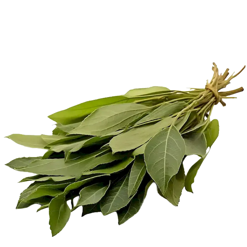 Maté