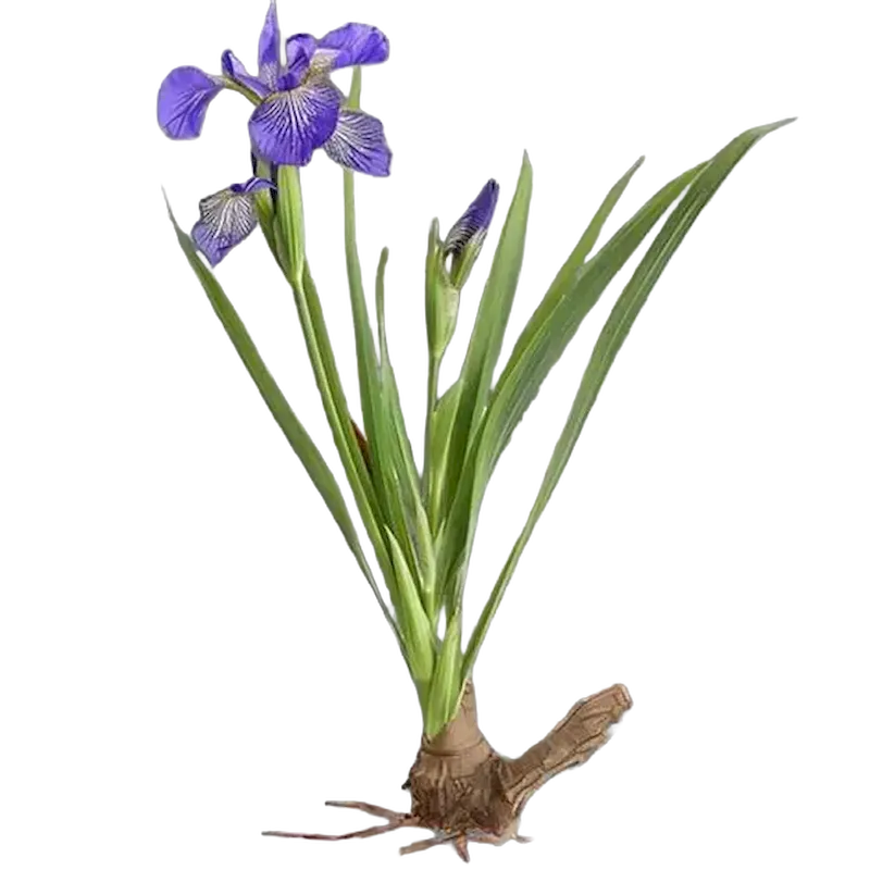 Blue Flag