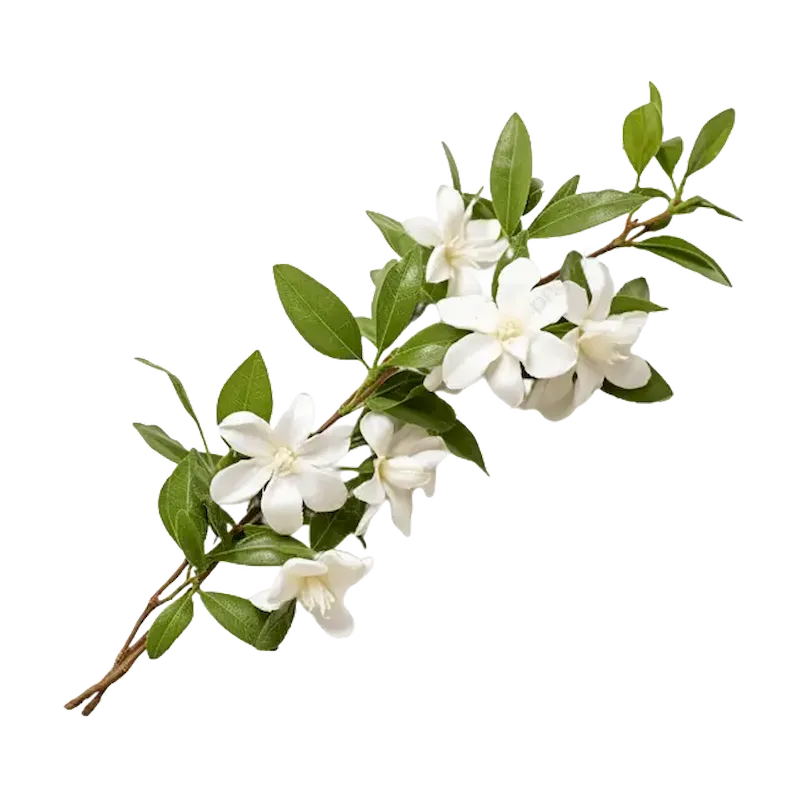 Jasmine