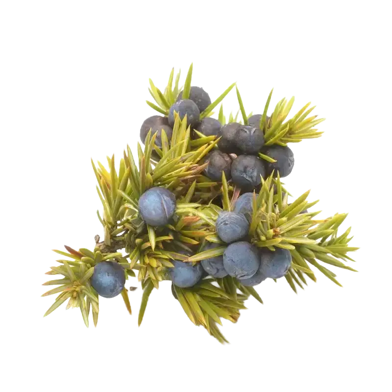 Juniper
