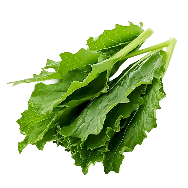 Wild Lettuce