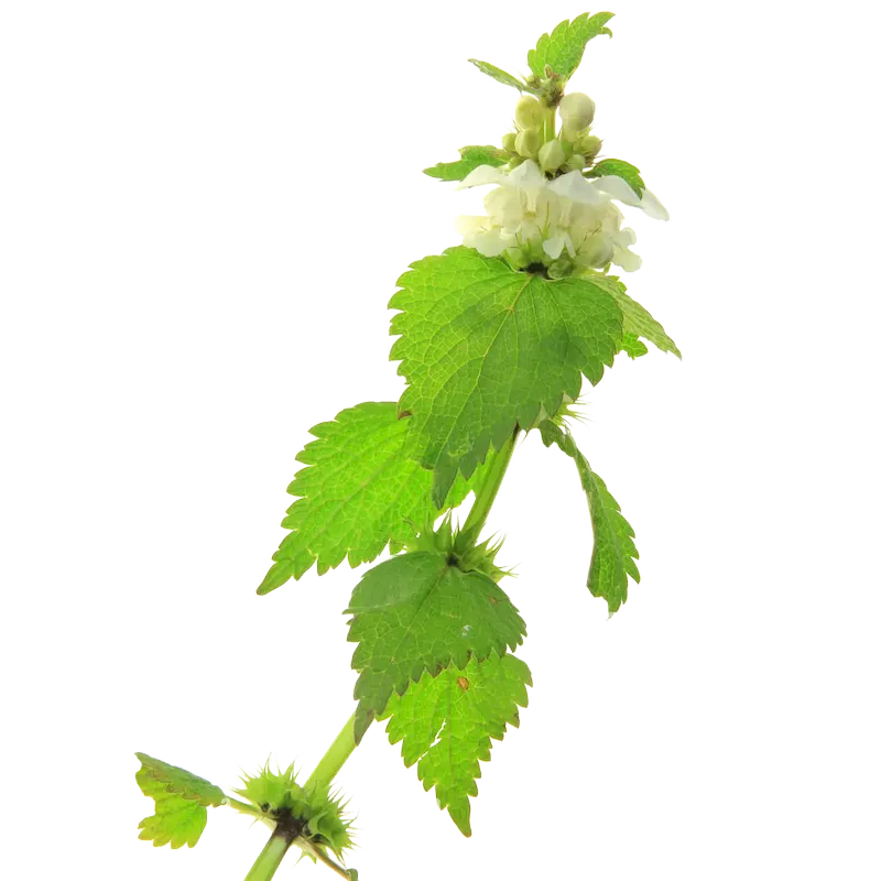 White Deadnettle