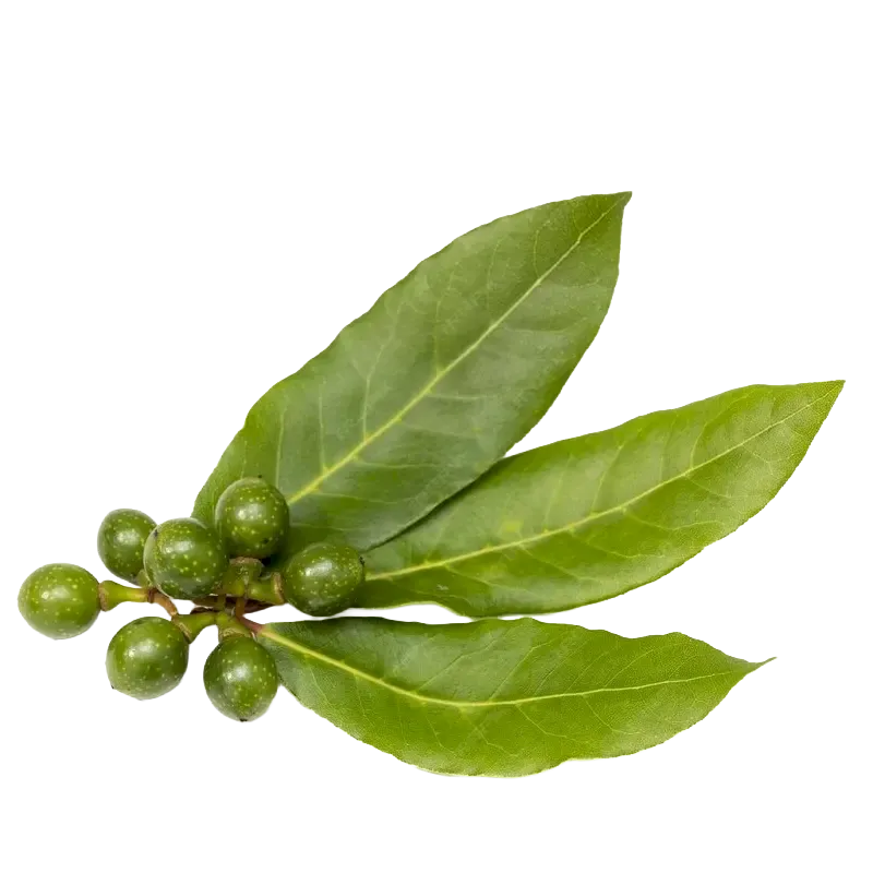 Bay Laurel