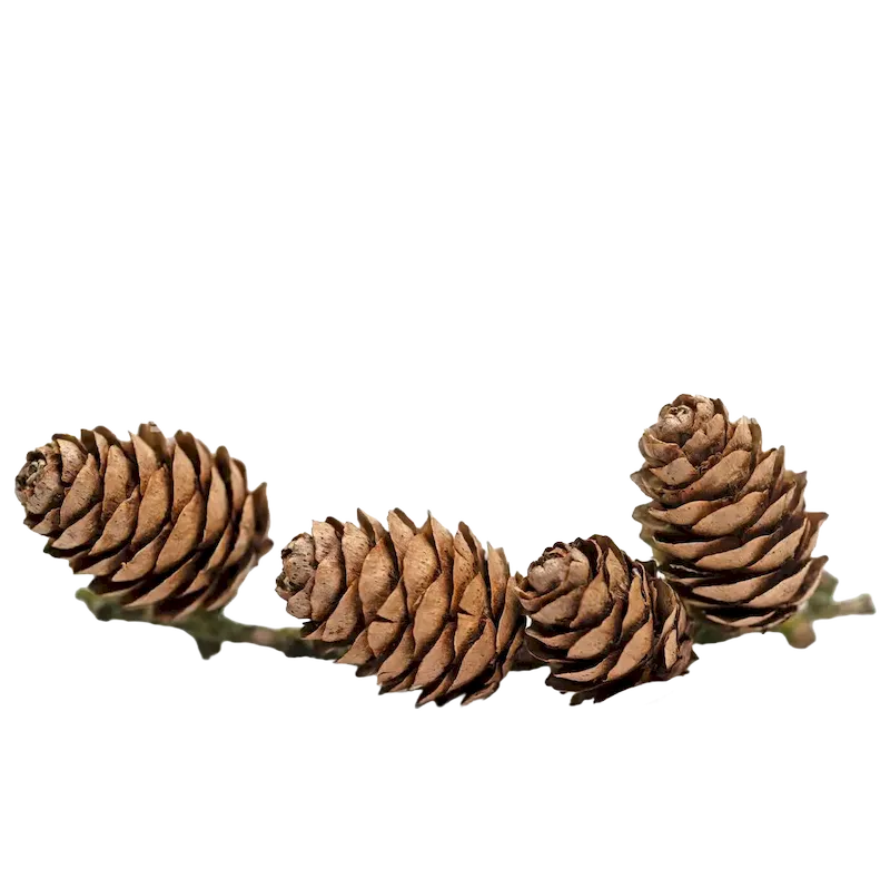 Larch