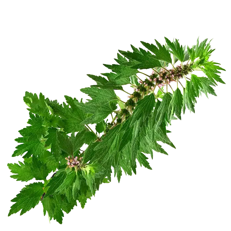 Motherwort