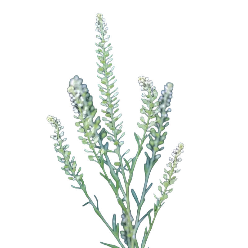 Virginia Peppergrass