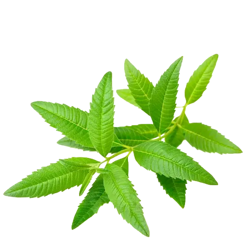 Lippia