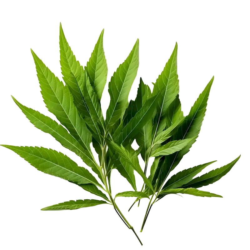 Lemon Verbena