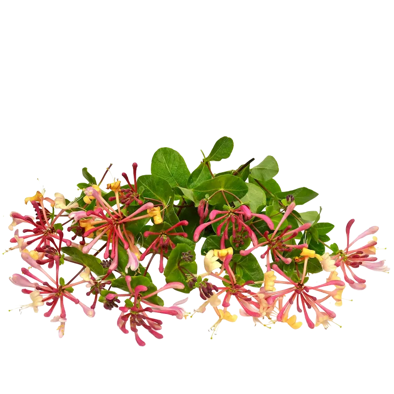 Honeysuckle