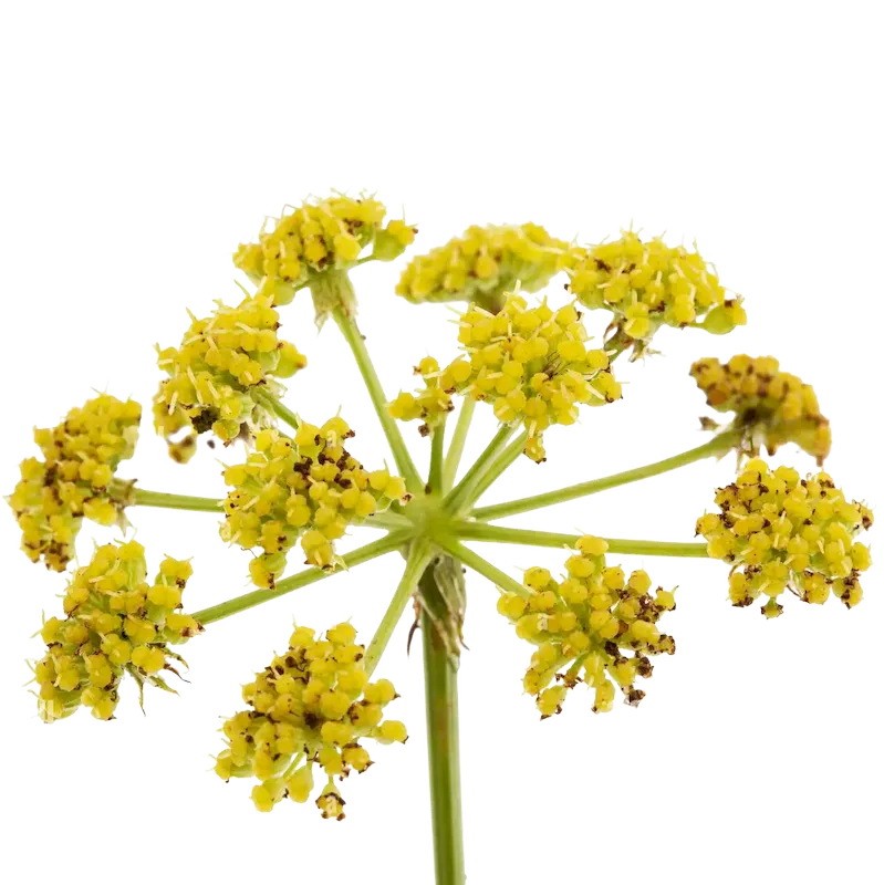 Fernleaf Biscuitroot