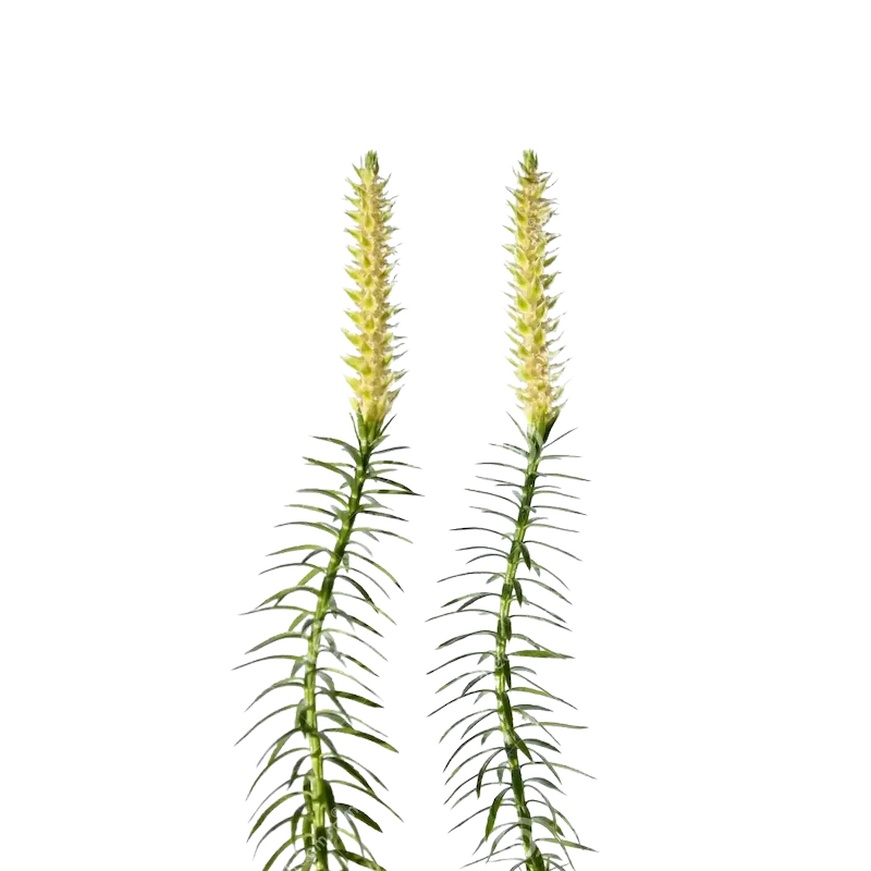Clubmoss