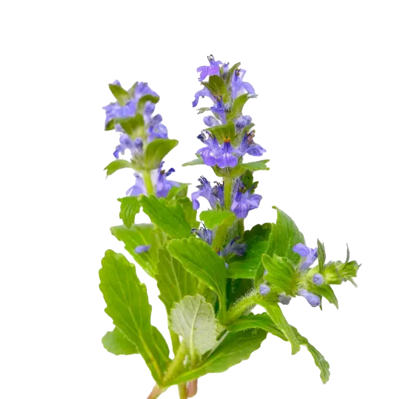 Bugleweed