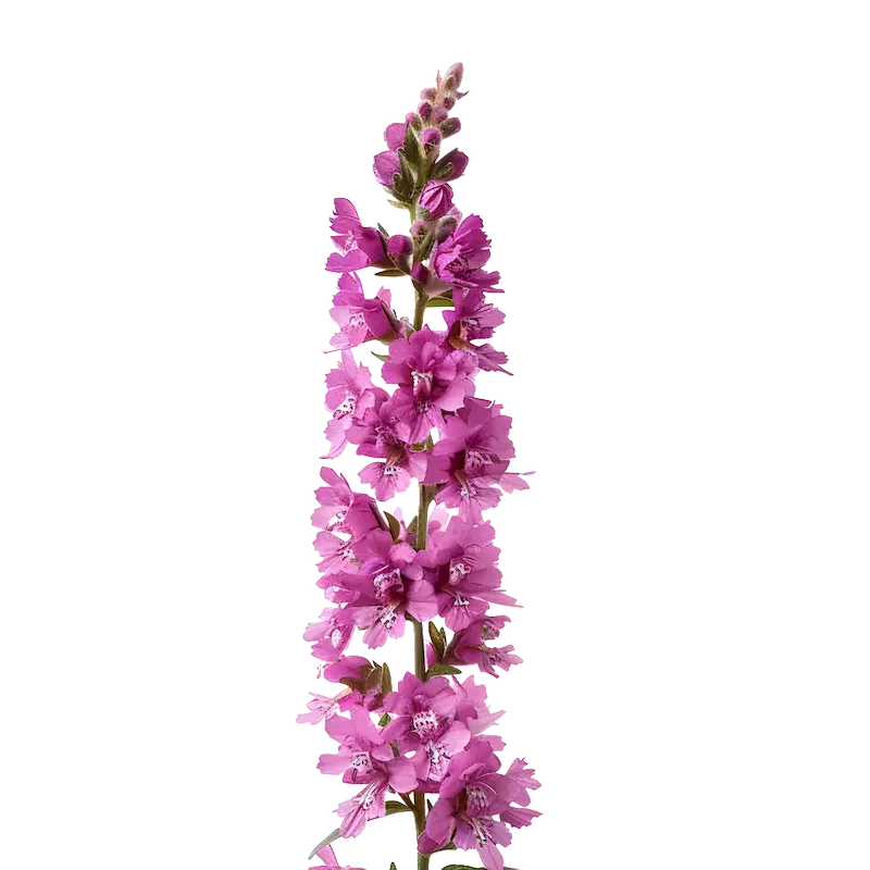 Purple Loosestrife