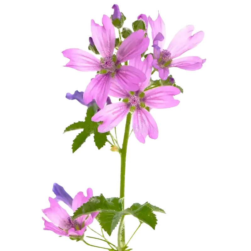 Common Mallow