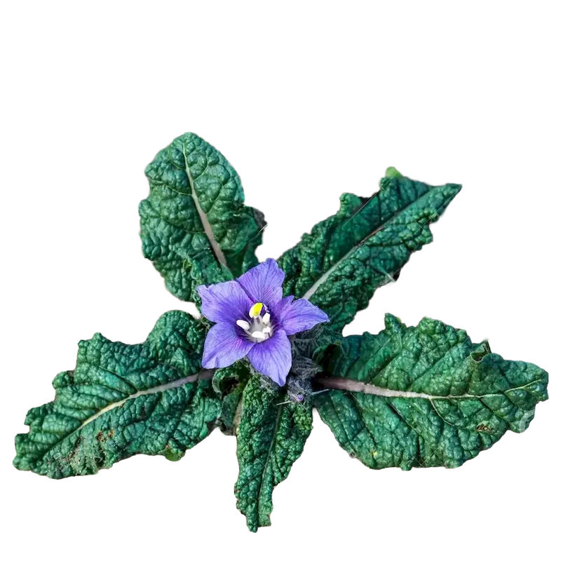 Mandrake