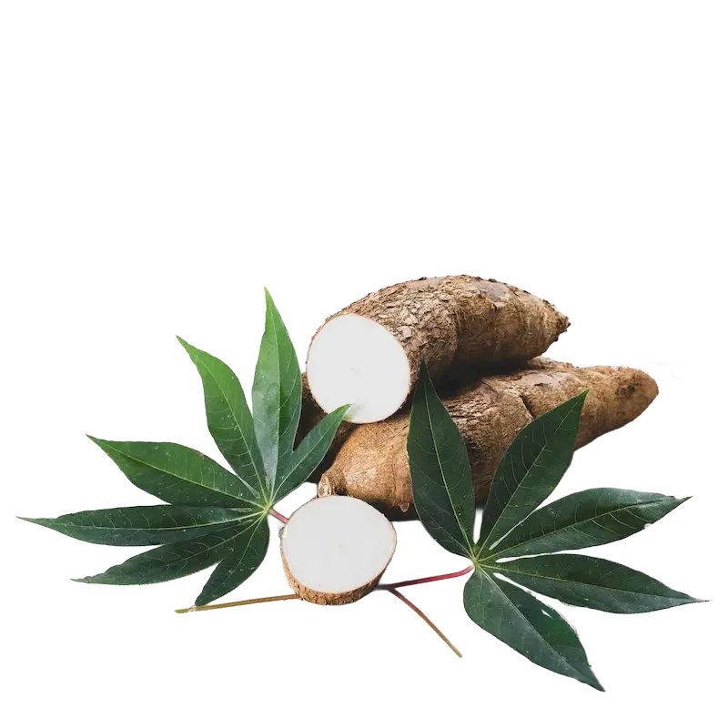 Cassava