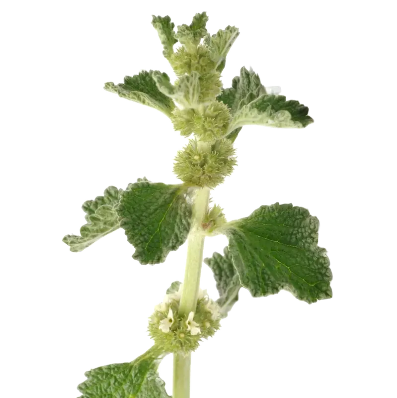 White Horehound