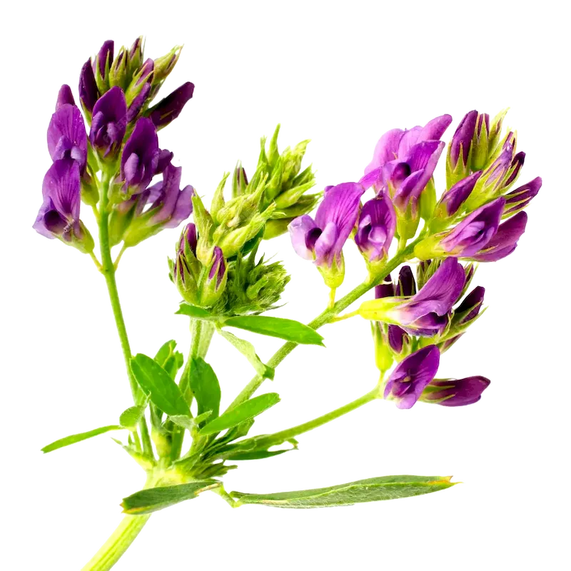 Alfalfa