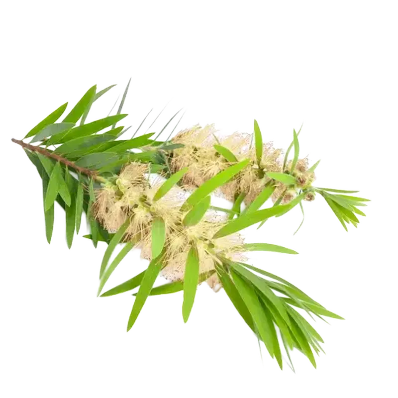 Cajuput