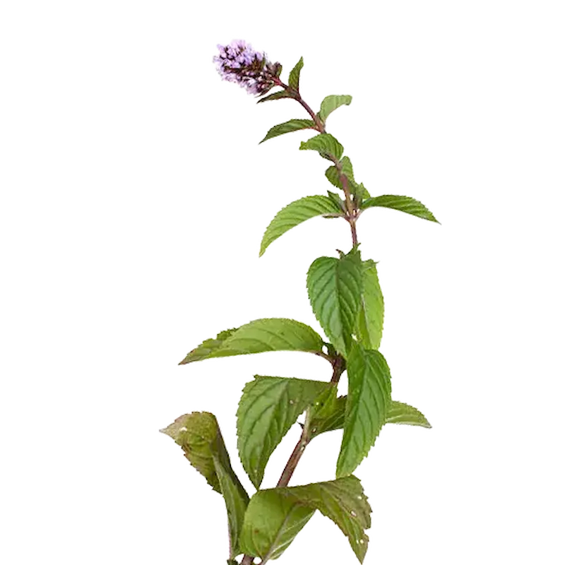 Pennyroyal