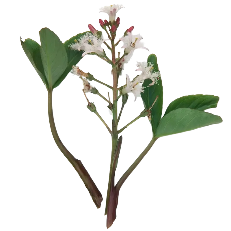Bogbean