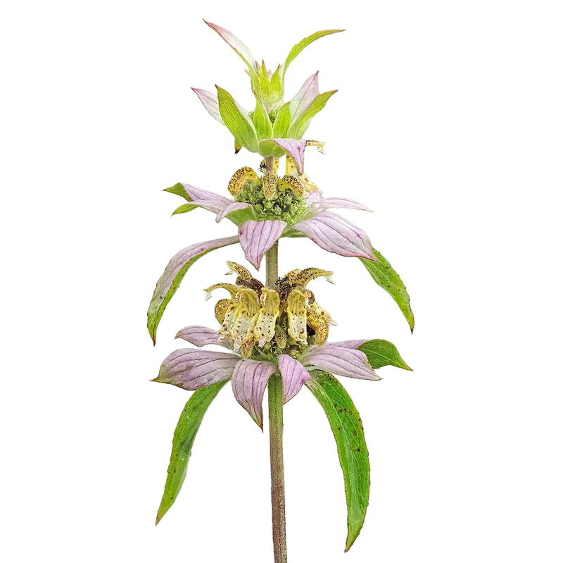 Horsemint